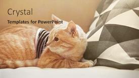  Presentation with coach - Cool new presentation theme with funny cat in clothes on coach backdrop and a coral colored foreground