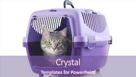  Presentation with plastic - PPT theme consisting of funny cat in plastic carrier background and a violet colored foreground