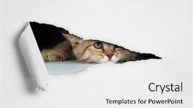  Presentation with cat - Slide set featuring funny cat looking through hole background and a white colored foreground