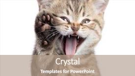  Presentation with paw - Amazing PPT theme having funny cat portrait with open backdrop and a coral colored foreground