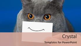  Presentation with cat - Colorful PPT layouts enhanced with funny cat portrait with smile backdrop and a coral colored foreground