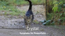  Presentation with walk - 