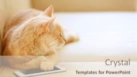  Presentation with coach - Beautiful presentation design featuring funny cat with phone on coach backdrop and a lemonade colored foreground