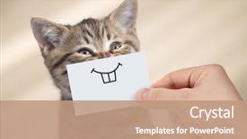  Presentation with cardboard - Amazing presentation theme having funny cat with smile backdrop and a coral colored foreground