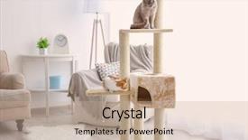  Presentation with cats - Presentation with funny cats playing on tree background and a soft green colored foreground