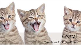  Presentation with emotions - Amazing theme having funny cats with opposite emotions backdrop and a mint green colored foreground