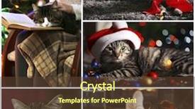  Presentation with cats - Theme featuring funny cats with santa hats background and a tawny brown colored foreground