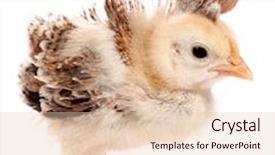  Presentation with chick - Amazing presentation theme having funny chick with strange feathers on head top backdrop and a lemonade colored foreground