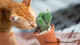  Presentation with cat - Cool new slide deck with funny-curious-orange-tabby-cat backdrop and a red colored foreground