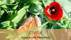  Presentation with walking cat - PPT theme consisting of funny-curious-red-haired-tabby background and a yellow colored foreground