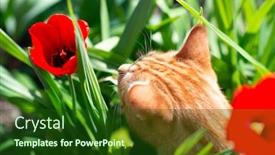  Presentation with walking cat - Beautiful presentation featuring funny-curious-red-haired-tabby backdrop and a forest green colored foreground