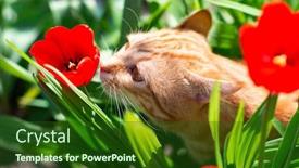  Presentation with walking cat - Colorful PPT theme enhanced with funny-curious-red-haired-tabby backdrop and a forest green colored foreground