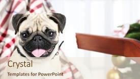  Presentation with dog christmas - Presentation theme having funny cute and playful pug background and a cream colored foreground