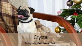  Presentation with dog christmas - Audience pleasing presentation consisting of funny cute and playful pug dog on rocking chair near christmas tree on light background backdrop and a coral colored foreground