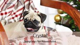  Presentation with dog christmas - Audience pleasing presentation consisting of funny cute and playful pug dog on rocking chair near christmas tree on light background backdrop and a coral colored foreground