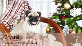  Presentation with dog christmas - PPT layouts having funny cute and playful pug dog on rocking chair near christmas tree on light background background and a coral colored foreground