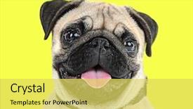  Presentation with cute christmas pug puppy dog - Cool new presentation theme with funny cute and playful pug backdrop and a yellow colored foreground