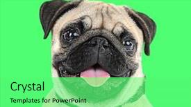  Presentation with cute christmas pug puppy dog - PPT theme enhanced with funny cute and playful pug background and a seafoam green colored foreground