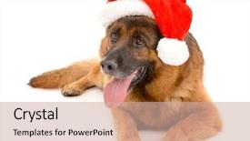  Presentation with cute christmas pug puppy dog - Slides consisting of funny cute dog in christmas background and a  colored foreground