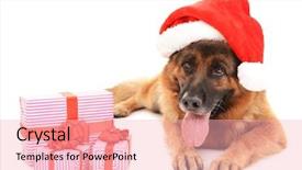  Presentation with cute christmas pug puppy dog - Beautiful presentation featuring funny cute dog in christmas backdrop and a  colored foreground