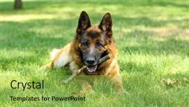  Presentation with dog park animal jack - Cool new presentation with funny cute dog in park backdrop and a yellow colored foreground