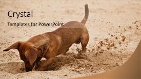  Presentation with dachshund - Presentation having funny dachshund puppy is digging background and a lemonade colored foreground