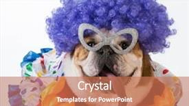  Presentation with english bulldog - Theme featuring funny dog - english bulldog dressed background and a coral colored foreground