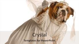  Presentation with english bulldog - Slide deck with funny dog comic - adorable english bulldog dressed up background and a coral colored foreground