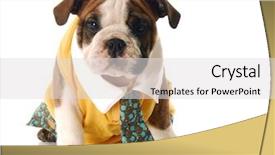  Presentation with english bulldog - Audience pleasing presentation theme consisting of funny dog comic - adorable english bulldog puppy dressed backdrop and a light gray colored foreground