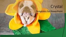  Presentation with flower 3d animation - Colorful slide set enhanced with funny dog comic - bulldog wearing a flower costume backdrop and a gold colored foreground