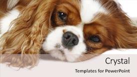  Presentation with critical thin king - PPT theme featuring funny dog comic - cavalier king charles spaniel background and a  colored foreground