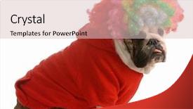  Presentation with english bulldog - Audience pleasing PPT theme consisting of funny dog comic - english bulldog dressed up backdrop and a lemonade colored foreground