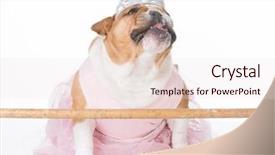  Presentation with english history - Theme enhanced with funny dog comic - english bulldog female wearing ballerina background and a sky blue colored foreground