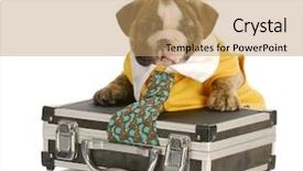  Presentation with stuck - PPT layouts enhanced with funny dog comic - english bulldog puppy with tie background and a coral colored foreground