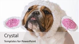  Presentation with english bulldog - Presentation design consisting of funny dog comic - english bulldog wearing a knitted background and a soft green colored foreground