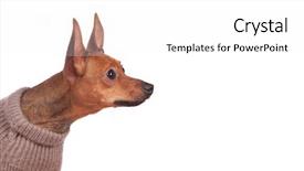  Presentation with persian miniature - PPT theme with funny dog comic - little miniature pincher looking background and a  colored foreground