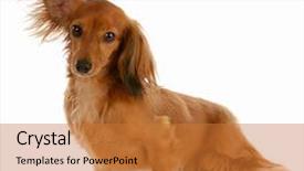  Presentation with dachshund - Theme featuring funny dog comic - long haired miniature dachshund background and a gold colored foreground