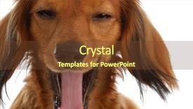  Presentation with terrarium miniature botanical horticulture grow - Cool new presentation theme with funny dog comic - long haired miniature dachshund backdrop and a tawny brown colored foreground