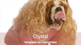  Presentation with english bulldog - PPT layouts enhanced with funny dog dressed in drag background and a coral colored foreground