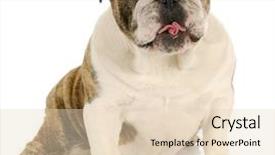  Presentation with study english abroad - Slide deck consisting of funny dog - english bulldog with funny expression background and a lemonade colored foreground