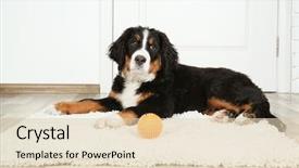  Presentation with cute cat and dog - Colorful presentation theme enhanced with funny dog lying on rug backdrop and a lemonade colored foreground