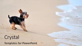  Presentation with magic wand dog - Colorful PPT theme enhanced with funny dog on the beach backdrop and a lemonade colored foreground