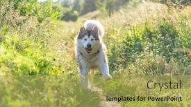  Presentation with path - Cool new presentation theme with funny-dog-running-along-path backdrop and a yellow colored foreground