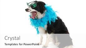  Presentation with disco - 