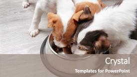  Presentation with dogs - Slides enhanced with funny dogs eating dry food background and a gray colored foreground