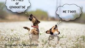  Presentation with covid - Colorful theme enhanced with funny-dogs backdrop and a soft green colored foreground