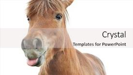  Presentation with white horse - Slide deck with funny domestic horse on white background and a light gray colored foreground