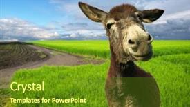  Presentation with horse - Presentation theme having funny donkey background and a tawny brown colored foreground