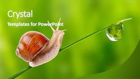  Presentation with snail - Colorful PPT theme enhanced with funny drinking - fresh morning dew backdrop and a shamrock green colored foreground