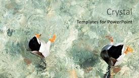  Presentation with clear water - Slides featuring funny-ducks-swimming background and a mint green colored foreground